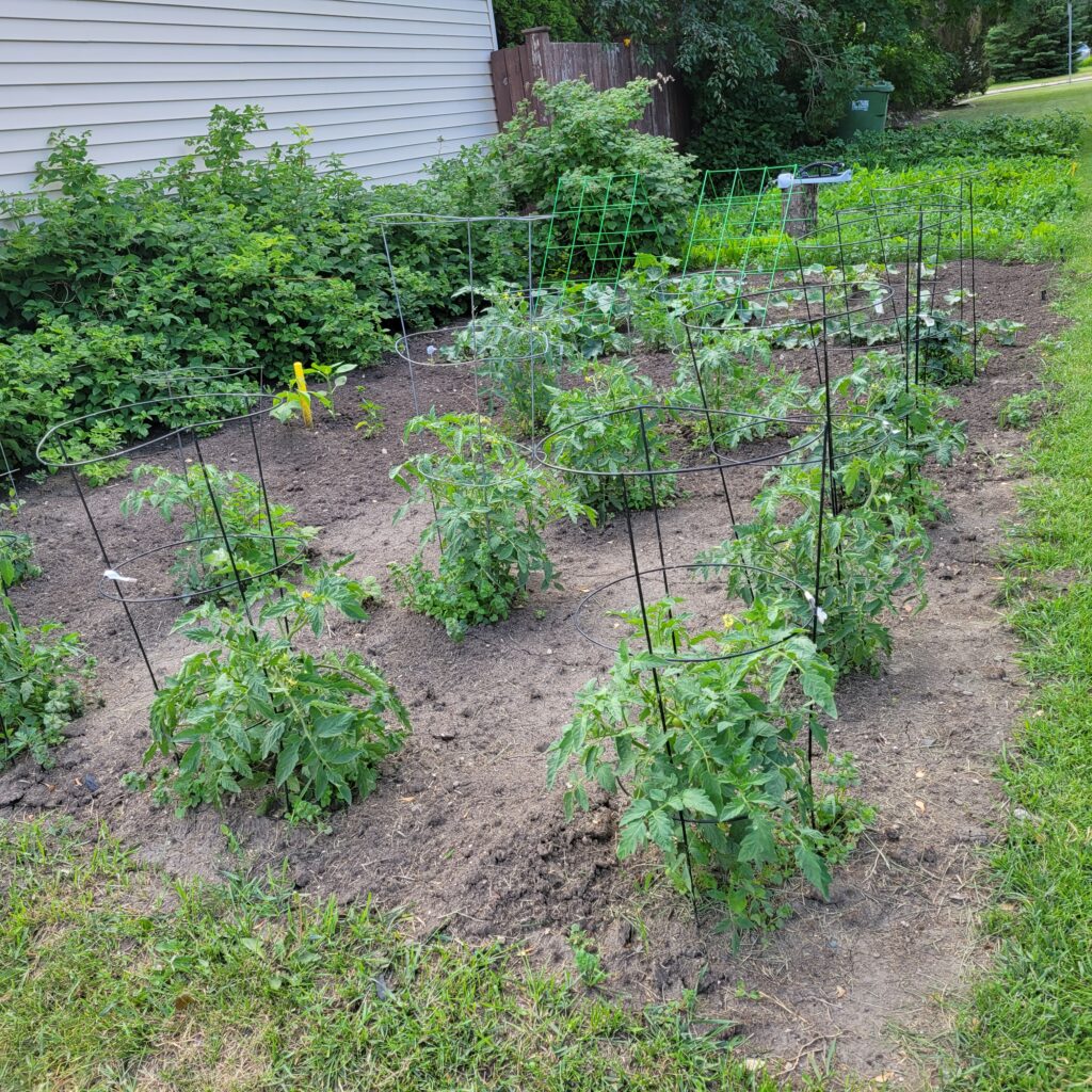 A budding garden with tomato, pepper and cucumber plants